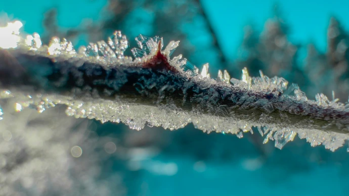 a close up of a leaf covered in ice